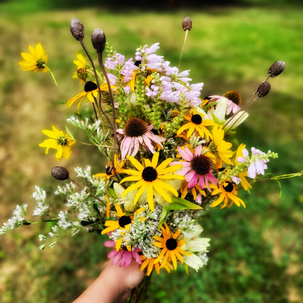 Handheld Native Flower Bouquet: A beautiful handheld bouquet brimming with bright yellows, soft pinks, and earthy browns. Black-eyed Susans (Rudbeckia hirta), purple coneflowers (Echinacea purpurea), and the delicate spikes of obedient plant (Physostegia virginiana) create a lively composition, complemented by the fluffy seedheads of wild quinine (Parthenium integrifolium)