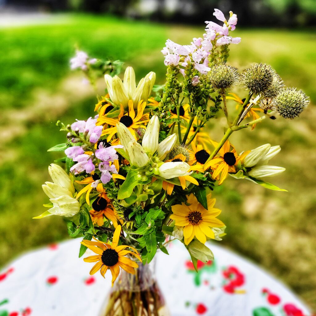 Summer Bouquet with Black-Eyed Susans: This bouquet captures the essence of a native summer meadow with cheerful black-eyed Susans (Rudbeckia hirta), the delicate pink flowers of obedient plant (Physostegia virginiana), and creamy blooms of great blue lobelia (Lobelia siphilitica). The addition of prickly rattlesnake master (Eryngium yuccifolium) adds texture and visual interest, while the soft pink turtleheads (Chelone obliqua) lend a whimsical touch.