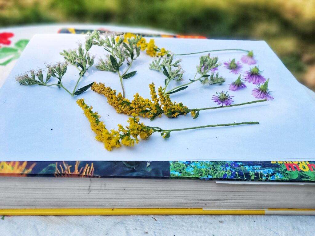 Pressed Native Flower Display: A collection of freshly cut native wildflowers and foliage is arranged on a white background, ready for pressing. Featuring stiff goldenrod (Solidago rigida), New England aster (Symphyotrichum novae-angliae), and flat-topped white aster (Doellingeria umbellata), this display highlights the versatility and beauty of native blooms when used in botanical crafts or artwork.