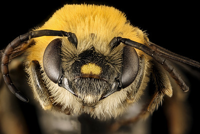 Peponapis pruinosa, m, center.
Photo from USGS Be Inventory