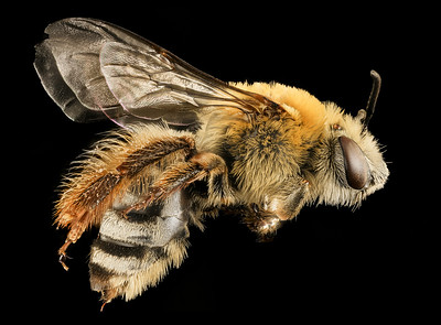 Peponapis pruinosa, f, right side,  
Photo from USGS Bee Inventory