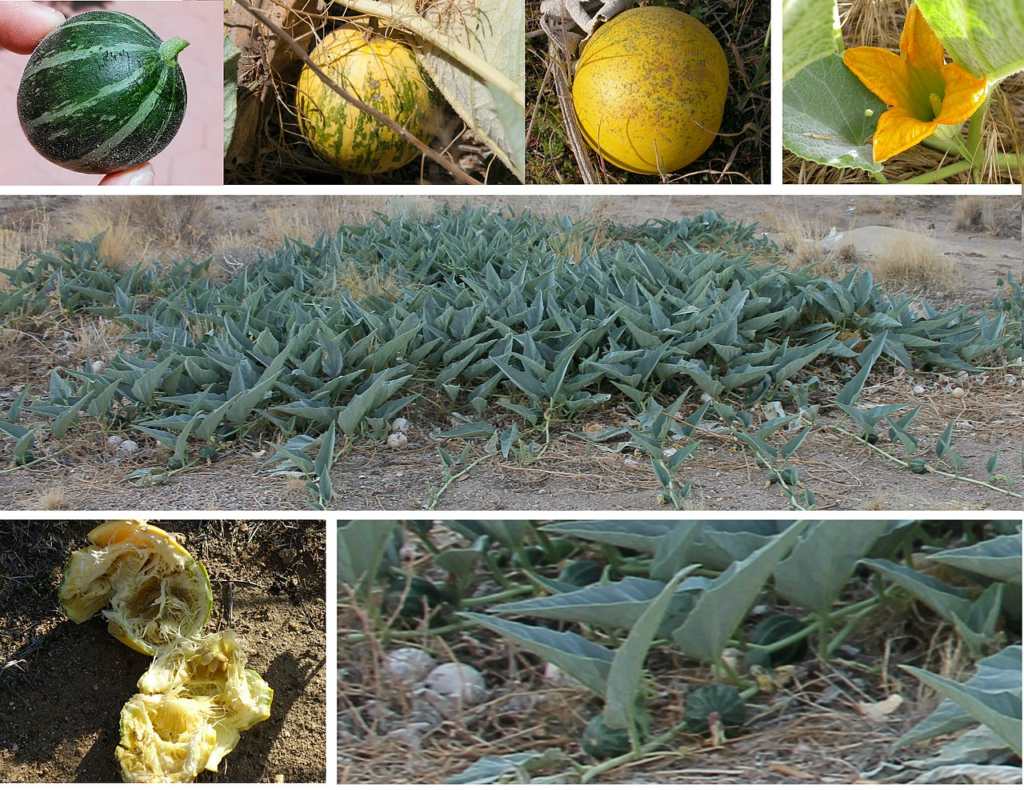 : Cucurbita foetidissima (Wild Buffalo Gourd), montage. Top left: 3 colors of fruits. Top right: Staminate flower. Middle: Whole plant. Bottom left: Fruit cut open, seeds and pulp exposed. Bottom right: Detail of leaves and new fruits, and in the same place fruits from the previous season, the whitish ones.