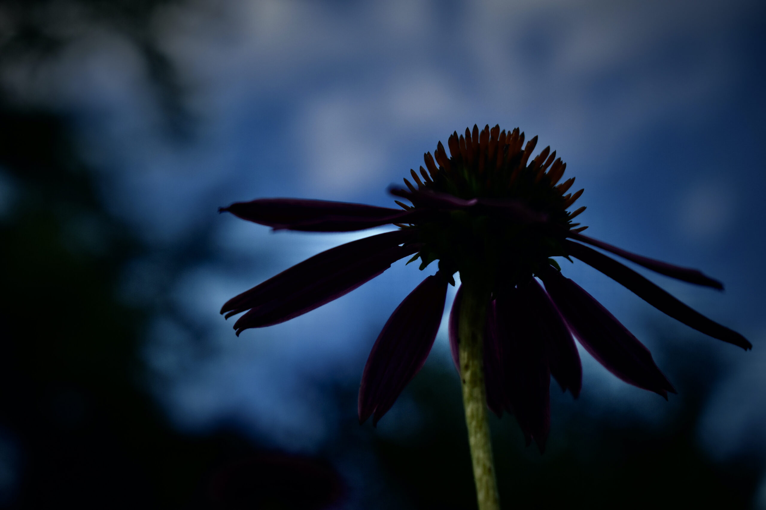 Book Review: Night Magic by Leigh Ann Henion - Wild Ones: Native