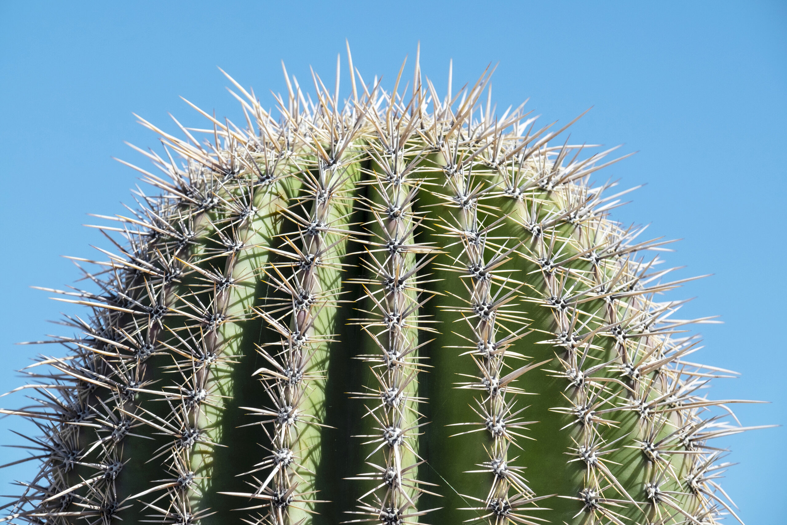 lonewolf gin cactus LoneWolf Mexican Lime & Cactus Gin – Scottish Gin main image 1