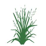 Little bluestem illustration