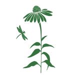 Purple coneflower and dragonfly illustration