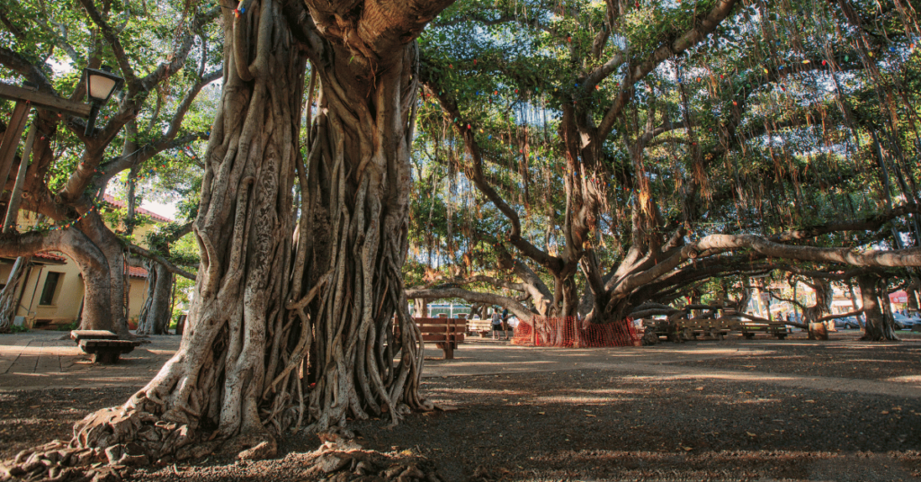 This image features a large, sprawling banyan tree with an extensive root system and a wide canopy that provides shade to the area below. The tree’s aerial roots have descended into the soil, forming secondary trunks that support the vast network of branches above. Beneath the tree, there are several park benches where people can sit and enjoy the shelter and majesty of the tree. The ground is covered with fallen leaves, adding to the natural ambiance of the setting. Strings of small lights are wrapped around some of the branches, suggesting that this might be a place of leisure and community gatherings. The backdrop includes a building that seems to blend seamlessly with the tranquil vibe of the tree-shaded area.