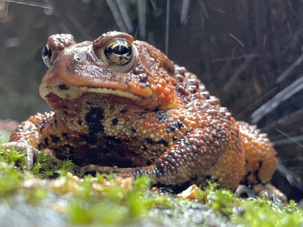 A close-up image of an American toad with textured, reddish-brown skin and black spots, perched atop bright green sphagnum moss. The toad's golden eyes have a reflective quality, with black, slit-like pupils, adding a vivid contrast to its bumpy skin. Soft lighting and moisture in the air add a gentle sheen to the scene, highlighting the toad's natural habitat.
