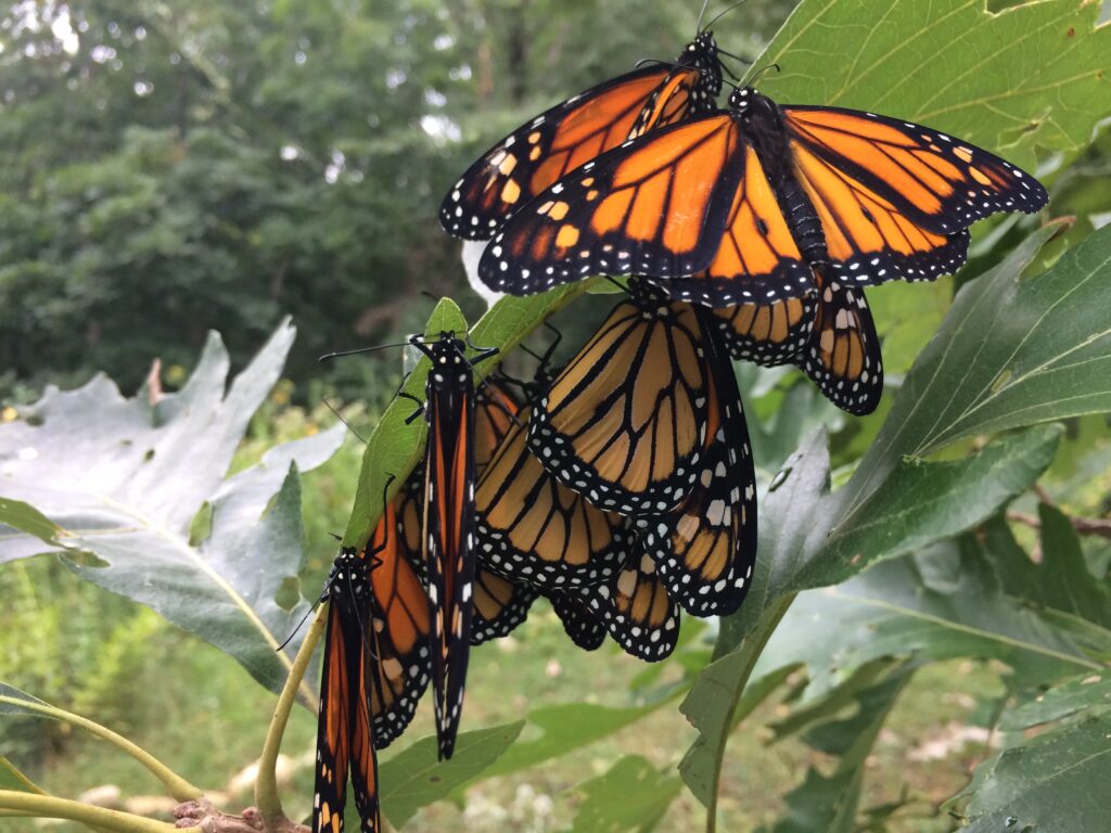 CSUN Student Receives Grant to Increase Habitat for Butterfly, Other  Pollinators