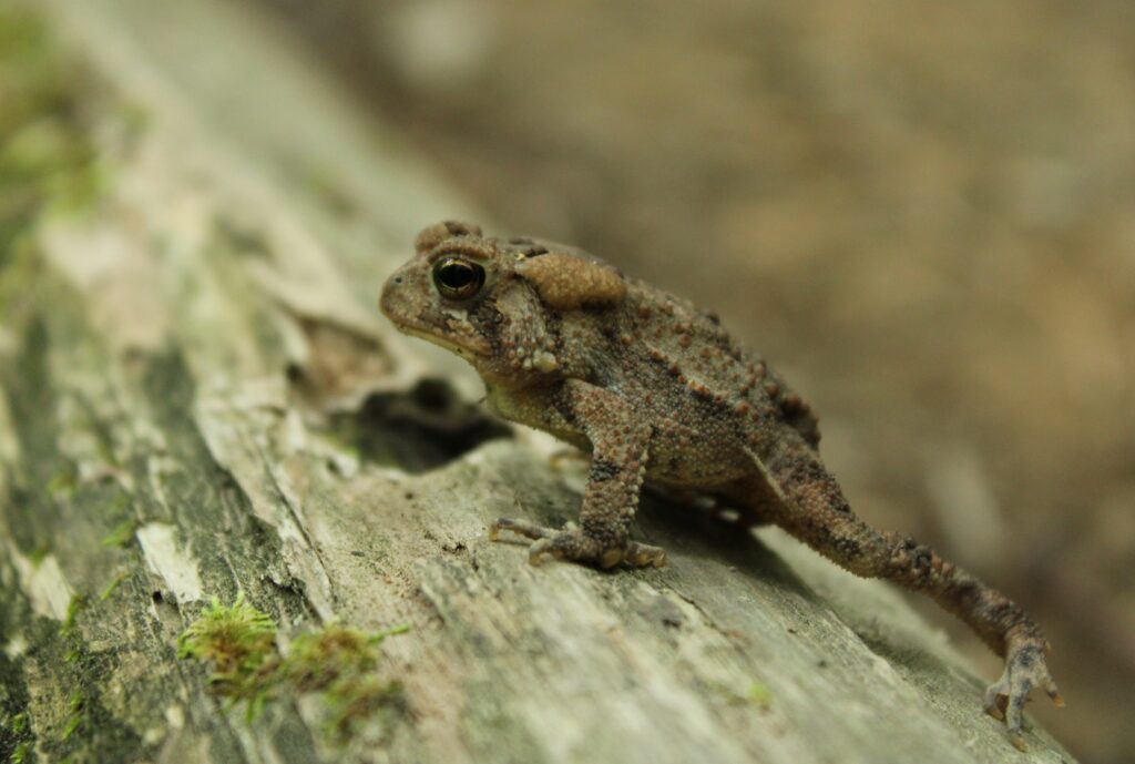 A close-up of a small, textured toad perched on a weathered log covered with patches of green moss. The toad's skin blends with the browns and grays of the log, showcasing its natural camouflage. Its eye is prominent, reflecting a vigilant gaze, and the shallow depth of field focuses attention on the toad against a soft, blurred background.