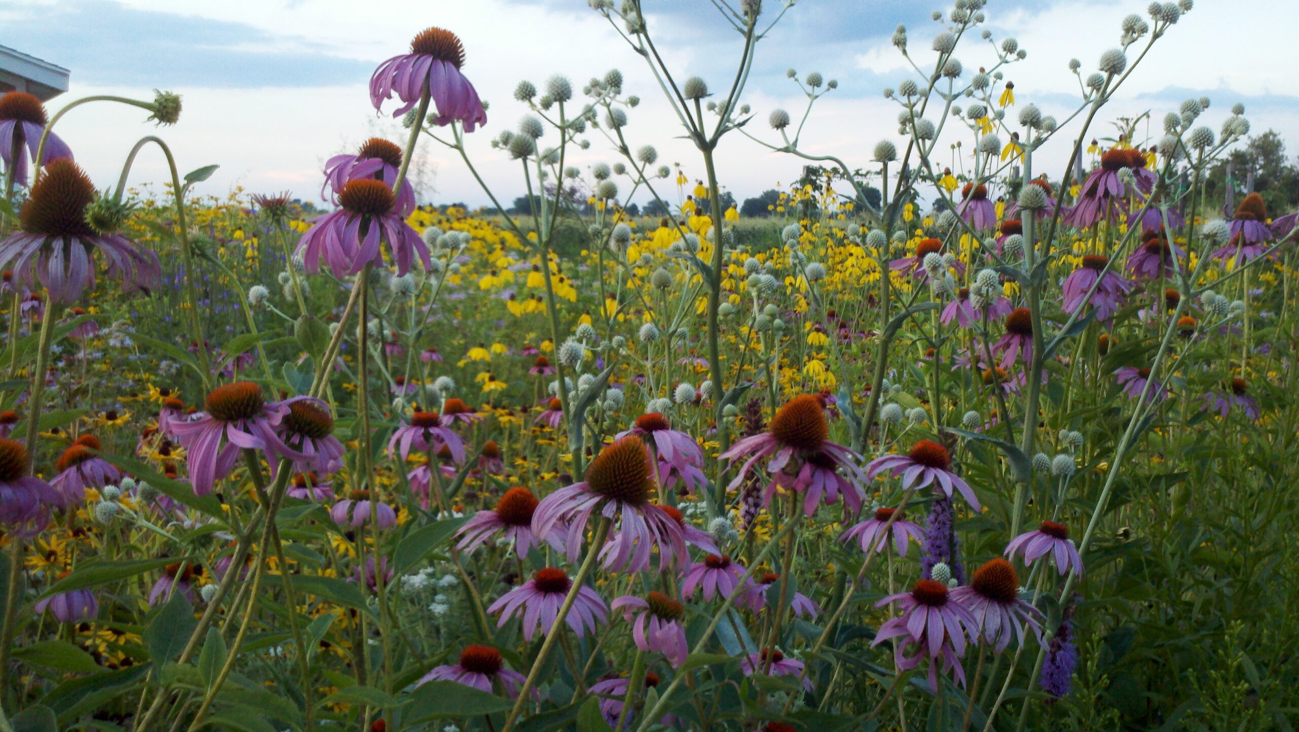 The Gardener’s Guide to Prairie Plants with Neil Diboll and Hilary Cox