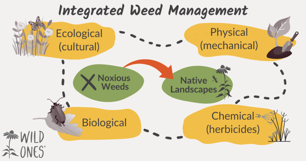  An informative diagram titled "Integrated Weed Management" showcases a multi-faceted approach to managing invasive plants, weeds, and pests to promote native landscapes. Four distinct strategies are interconnected: Ecological (cultural) practices are symbolized by a group of flowers with a butterfly, This method often employs planting to outcompete weeds, adding native hedgerows, etc. 
Physical (mechanical) methods by a shovel and plant, with techniques highlighted throughout this blog text. Biological control by an insect on a leaf. Biological control often employs the intentional introduction of non-native natural enemies for permanent establishment and long-term control of invasive species in the infested areas. Chemical (herbicides) by a spray bottle and dying weeds. Arrows flow towards a central concept, "Native Landscapes,"  illustrating the goal of replacing noxious weeds with native flora.