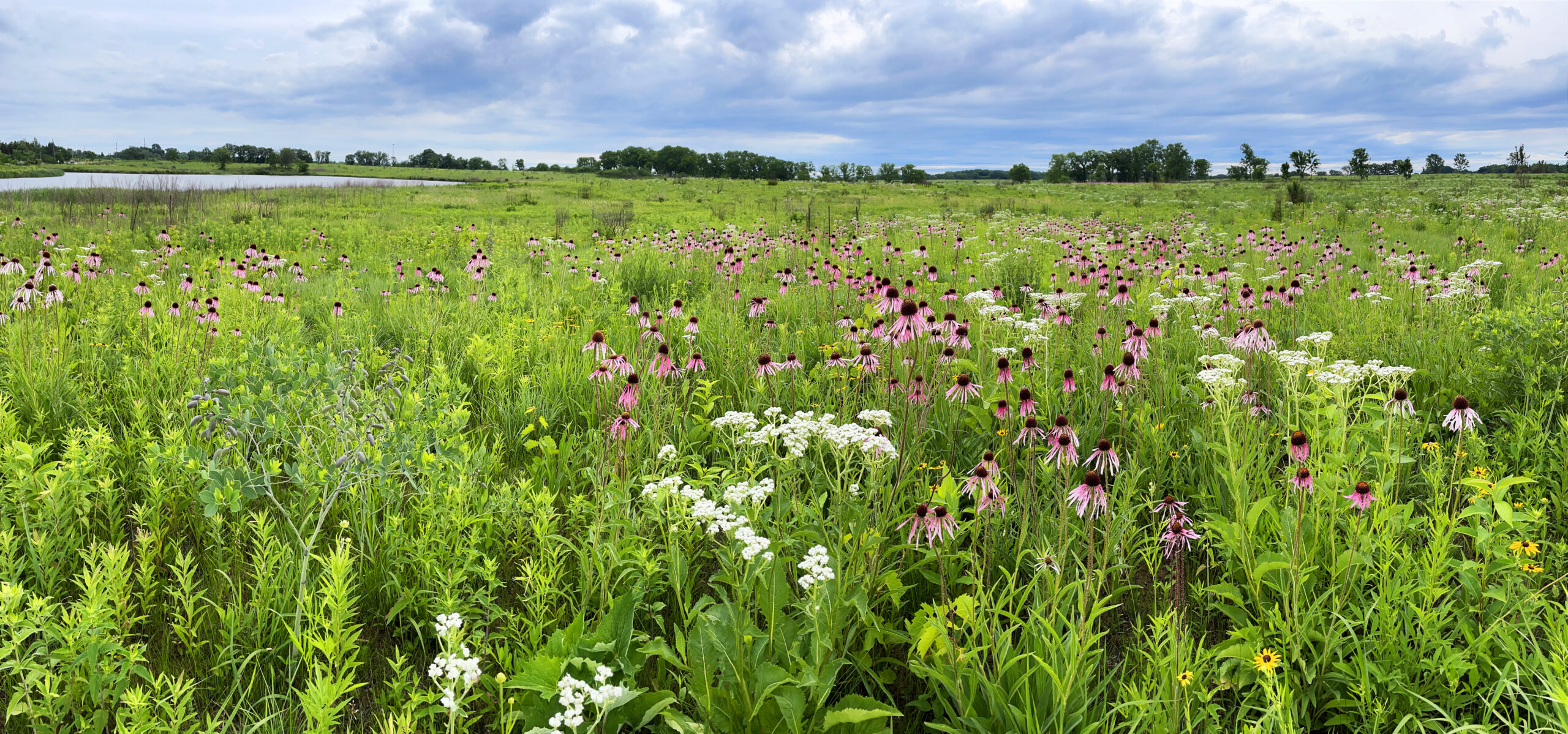 Wild Ones Presents “America’s Public Gardens: A Resource for Native Plants” webinar with Matthew Ross