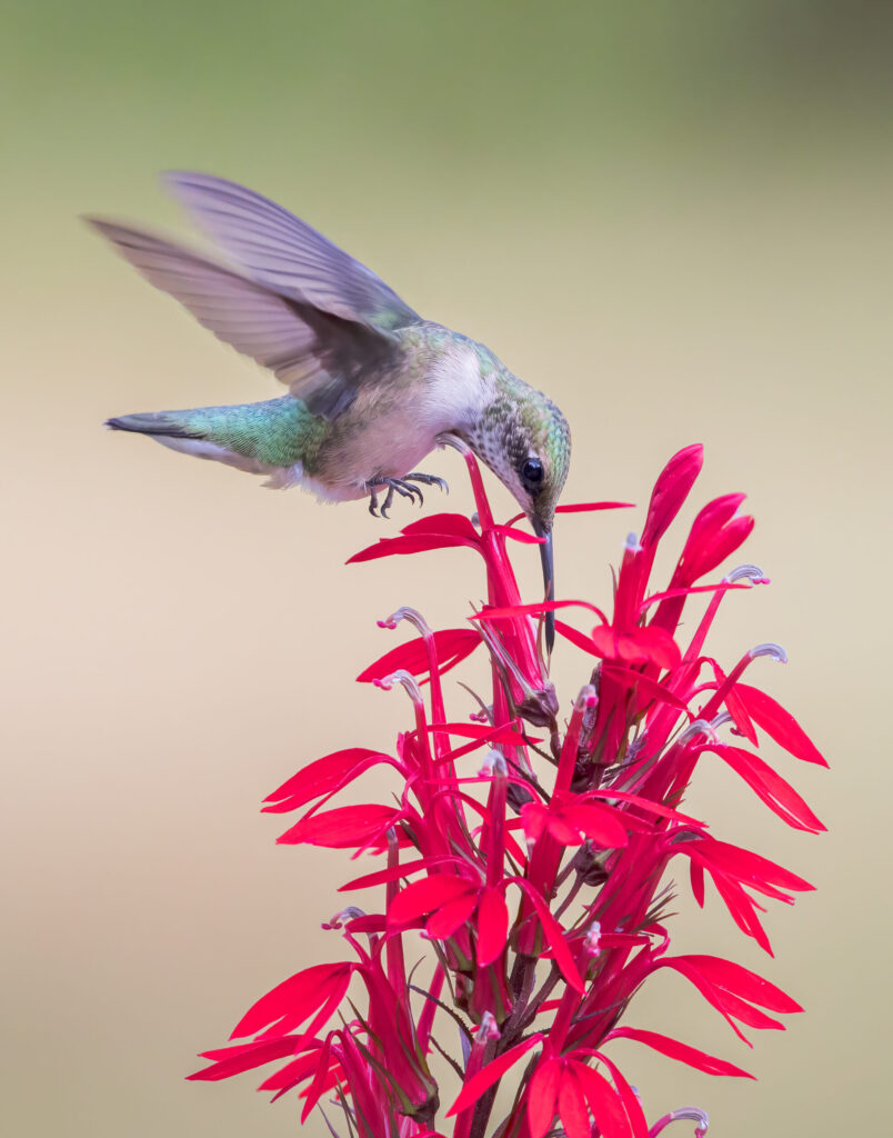 2023 Photo Contest Winners - Wild Ones: Native Plants, Natural Landscapes