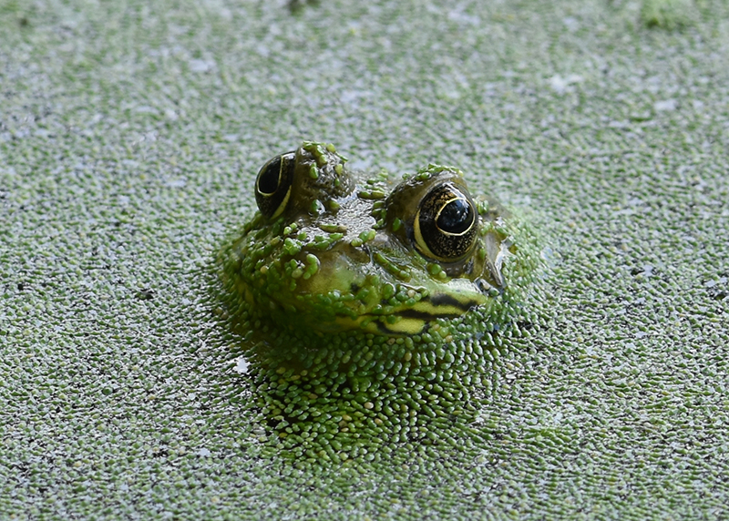 Little green frog trying to hide amongst the green leaves., Smithsonian  Photo Contest