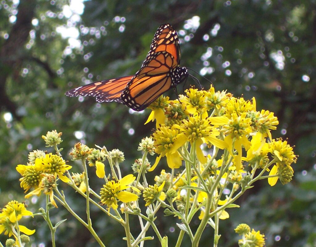 A monarch butterfly with orange and black wings feeding on the nectar of bright yellow wildflowers.
Photo by: MJ Edwards, "The Magic of Native Plants"