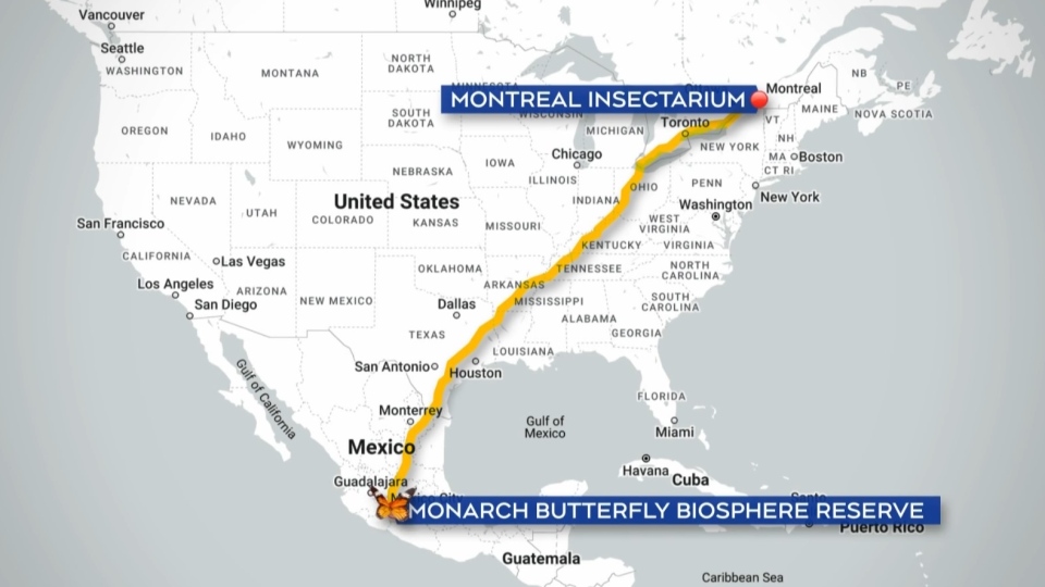 The path of the monarch, from Montreal to Mexico.