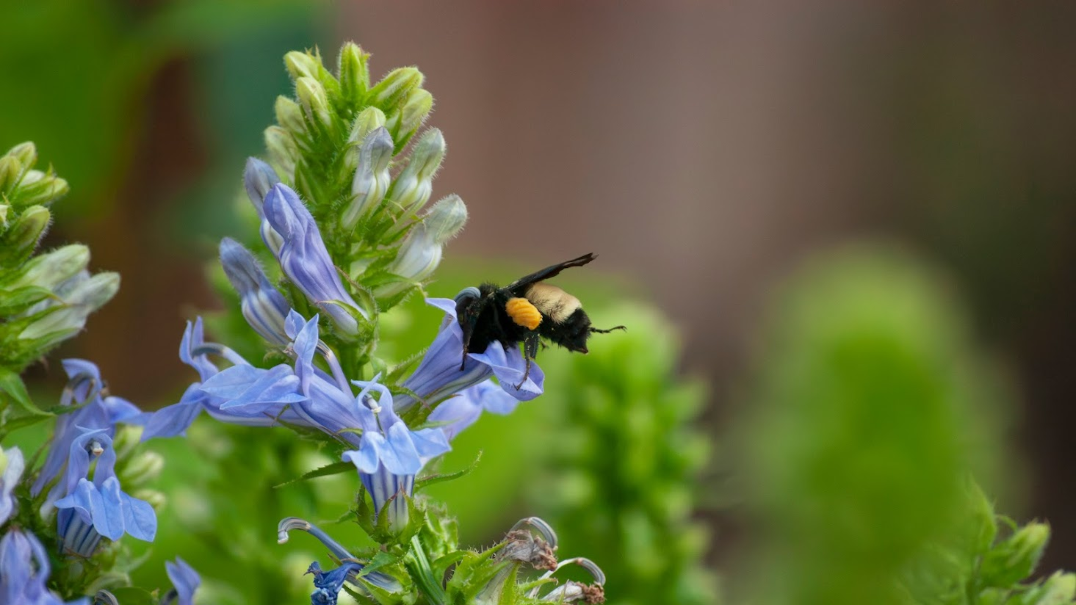 Free Webinar: Neonics & Advocacy: Protecting Pollinators and Influencing Policy