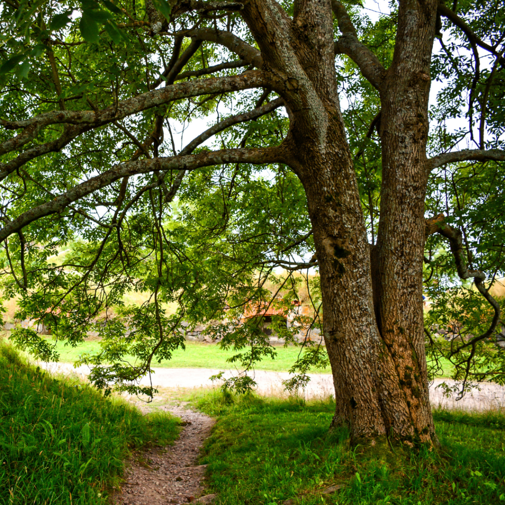 Path under oak tree in a park