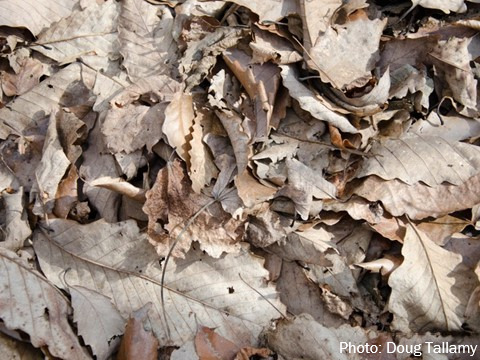 Oak leaf litter decomposes over time