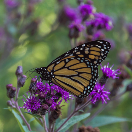 Monarch butterfly on Ironweed