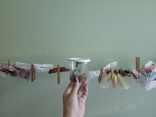 Vial of Painted Lady Butterfly larvae in the foreground with student-produced butterfly art hung on a line in the background. 