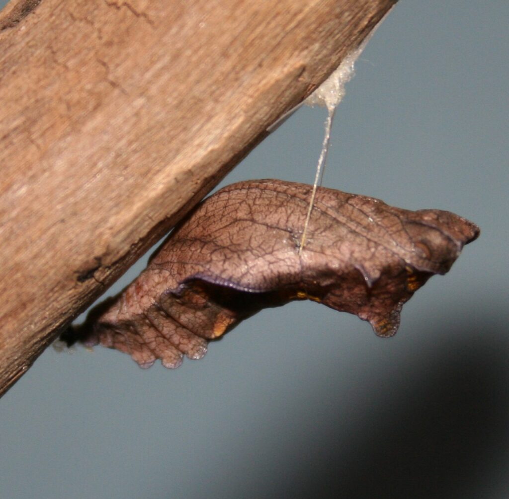 Swallowtail butterflies such as this Pipevine swallowtail’s (Battus philenor) chrysalis, disguise their cocoons and chrysalis as dried leaves, blending in with the “real” leaves.