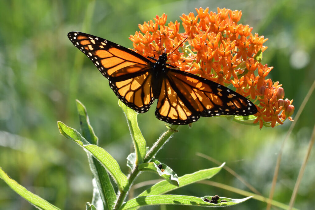 “Monarch on BFW” photo by Steve Schmidt. 2023 Photo Contest. 