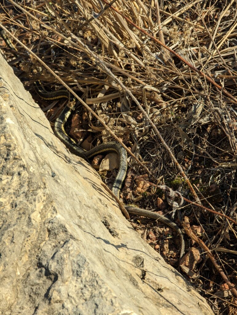 Common Garter Snake