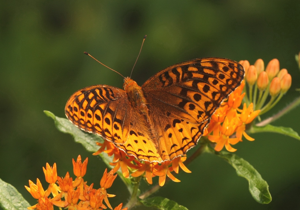 As a caterpillar, this Great spangled fritillary (Speyeria cybele) tucked itself into a pile of leaves for protection from cold weather and predators