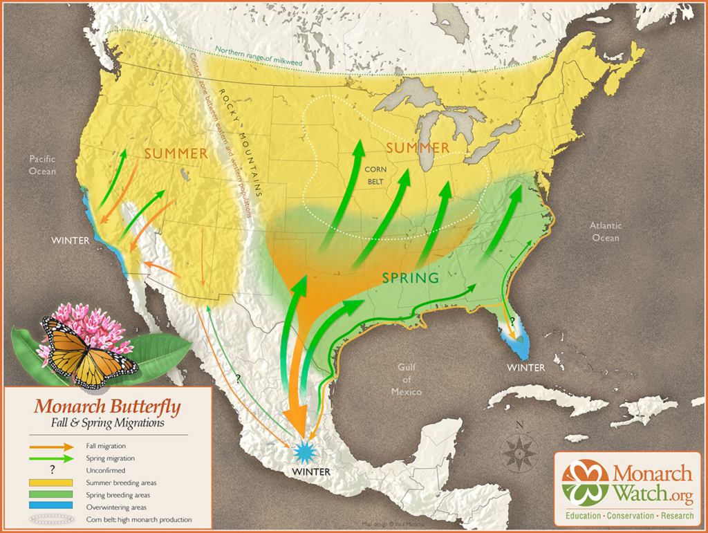 rows indicate the fall migration from north to south, and the spring migration from south to north. Yellow areas represent summer breeding grounds, blue areas for wintering sites in Mexico and California, and a highlighted 'Corn Belt' region denotes high monarch production. The map includes a legend, a compass rose, and is marked with the MonarchWatch.org logo.