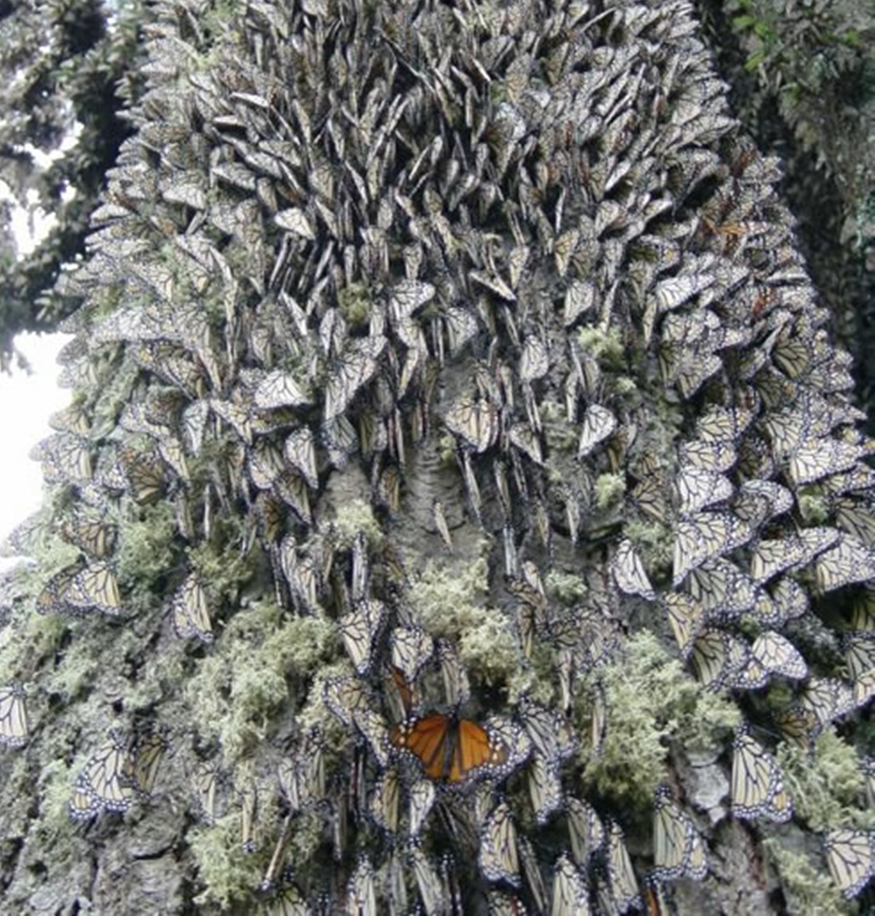 A lone orange monarch butterfly stands out amongst a dense cluster of overwintering monarch butterflies with closed wings, covering the bark of a tree, creating a textured pattern of white, black, and orange.