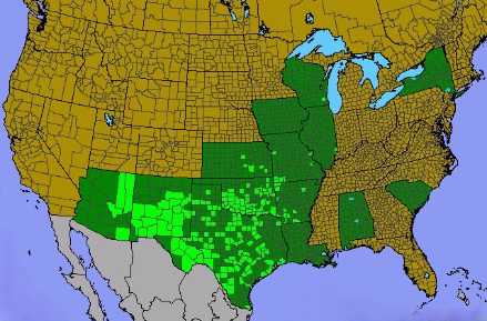 US range of Centaurea americana