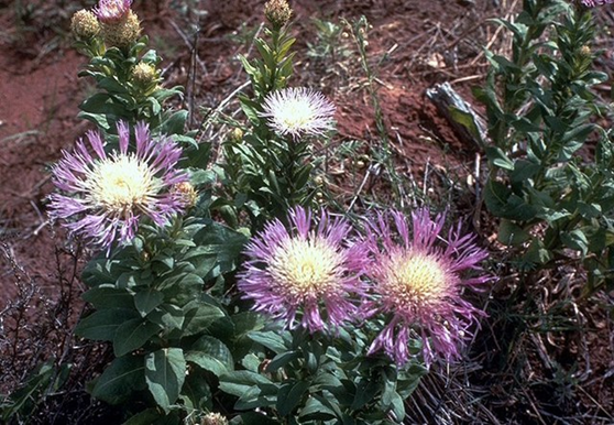 Centaurea americana, also known as American starthistle or American basketflower