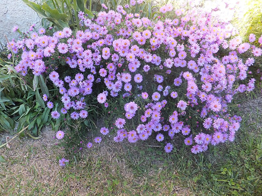 US Range of Symphyotrichum novae-angliae.