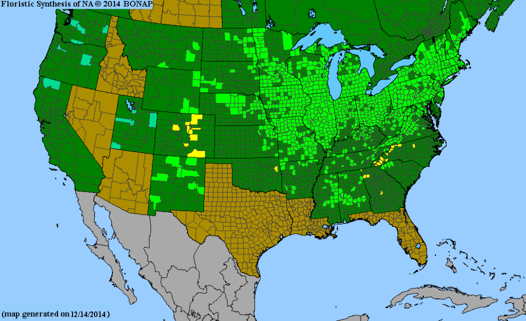 US Range of Symphyotrichum novae-angliae.