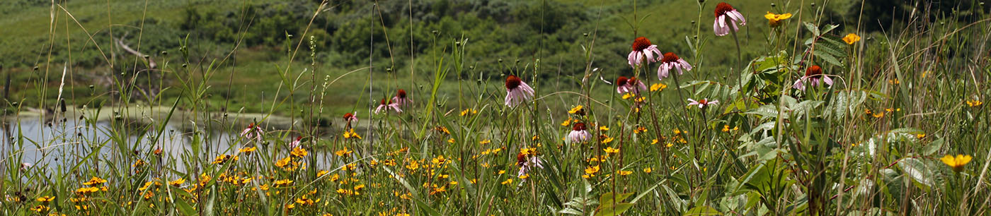 Lisa Olsen, Wild Ones Chapter Liaison: Cultivating a Community of Support for Native Plants